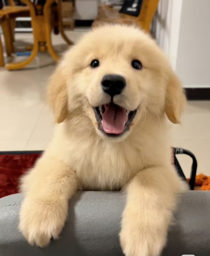 金毛是一种广受欢迎的犬种，以其友好、温顺的性格而著称